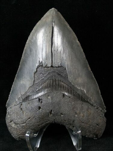Megalodon Tooth - Sharp Serrations #14845